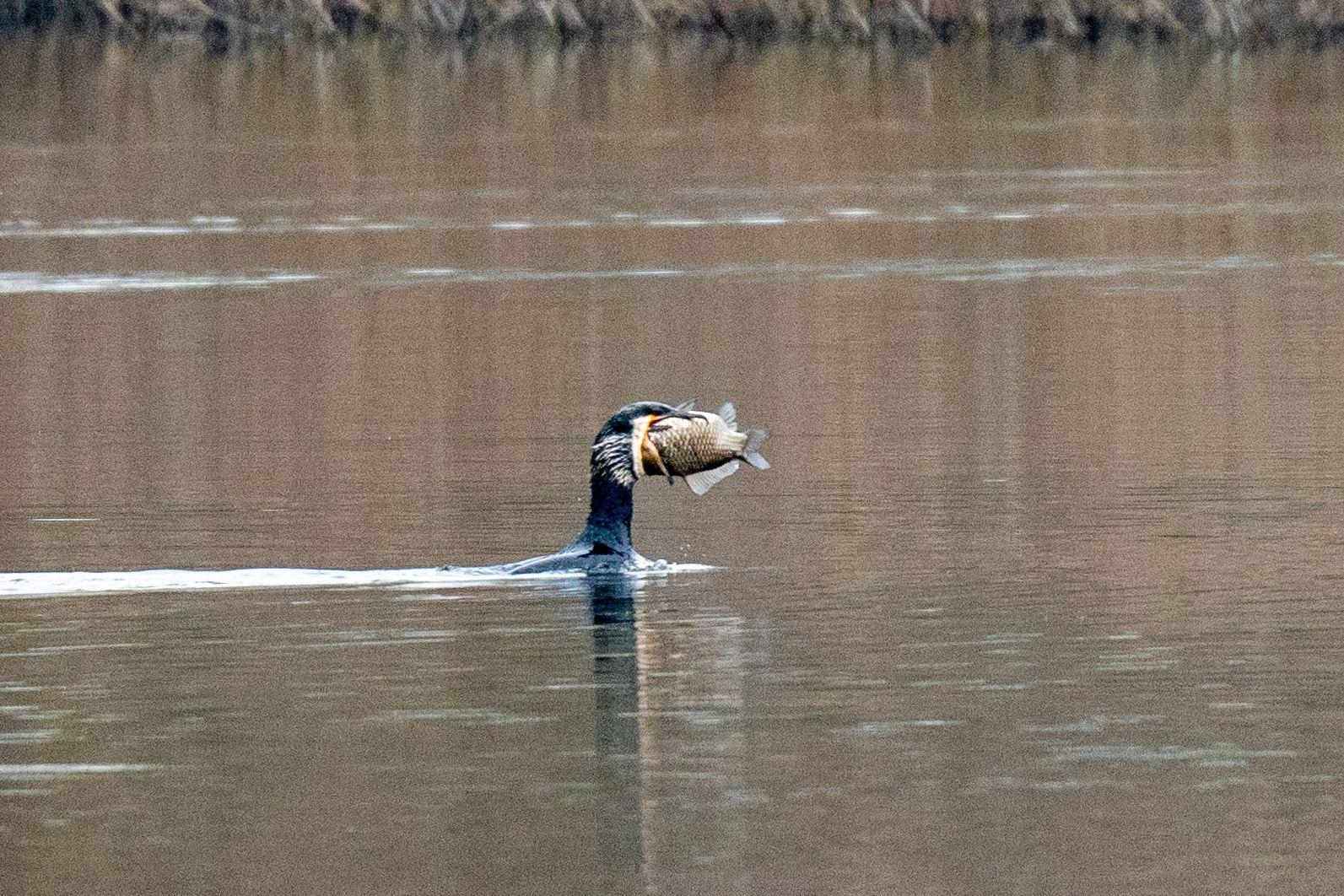Kormoran mit Fisch