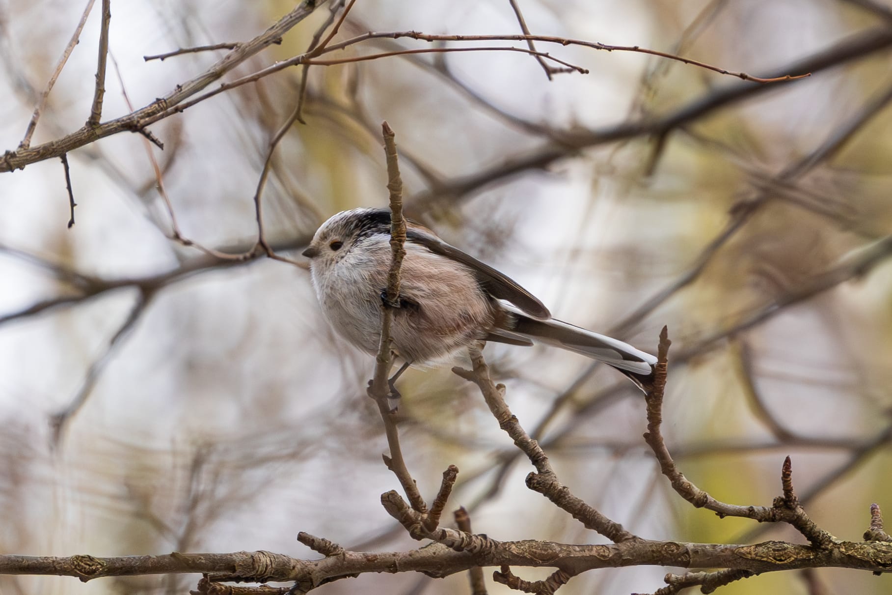 Schwanzmeise im Baum