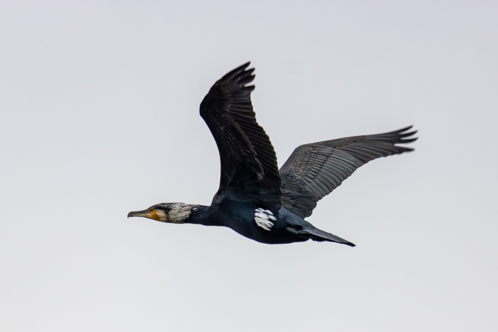Kormoran im Flug