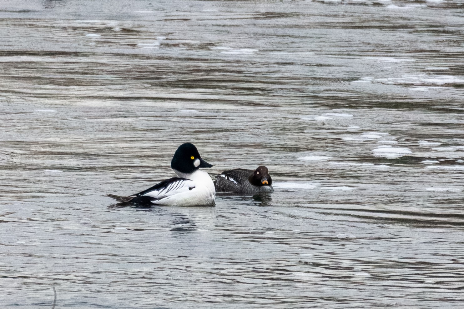 Schellenten im Wasser