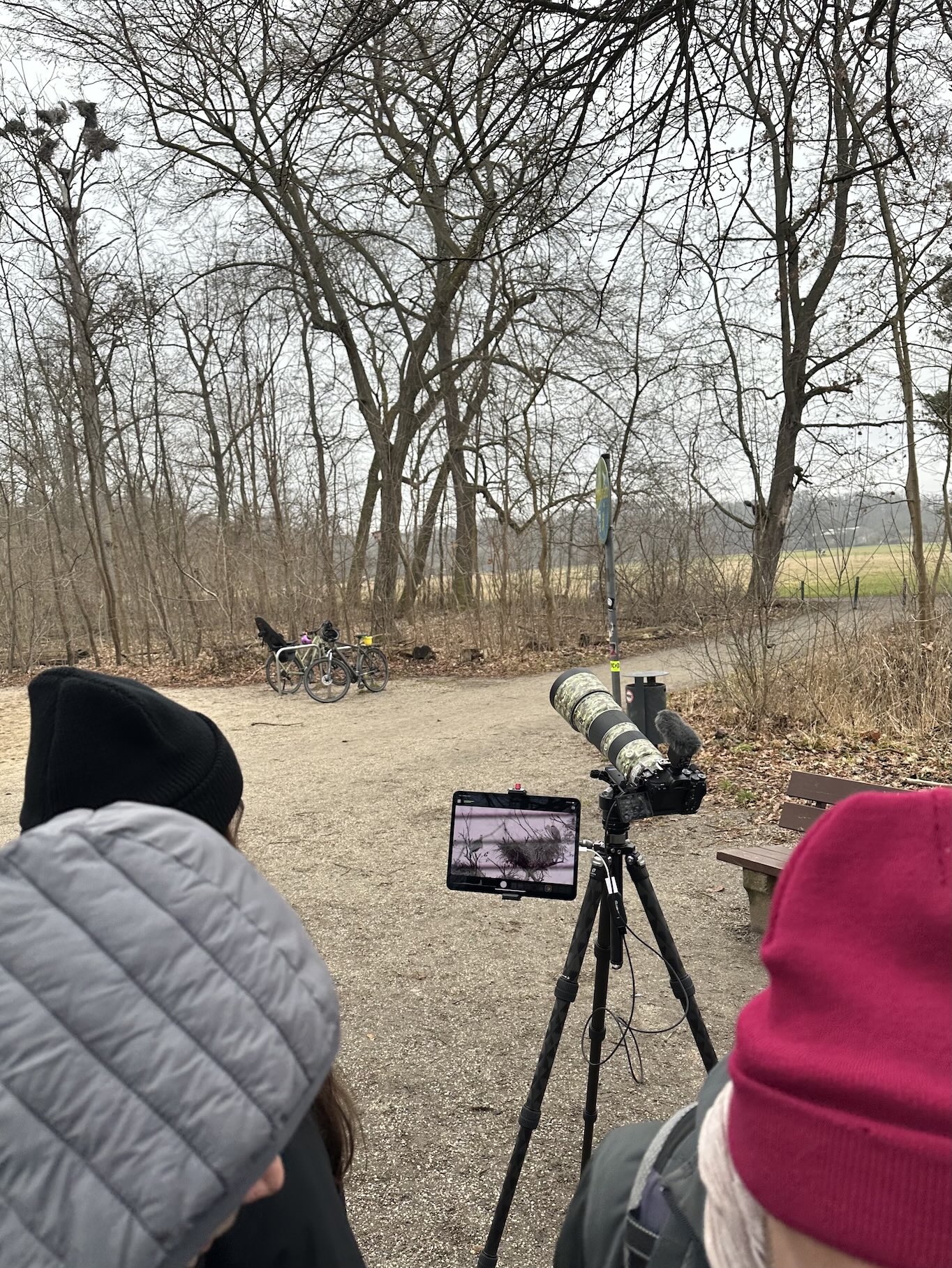 Kamerabild von Graureiherkolonie auf einem Tablet, welches am Kamerastativ befestigt ist