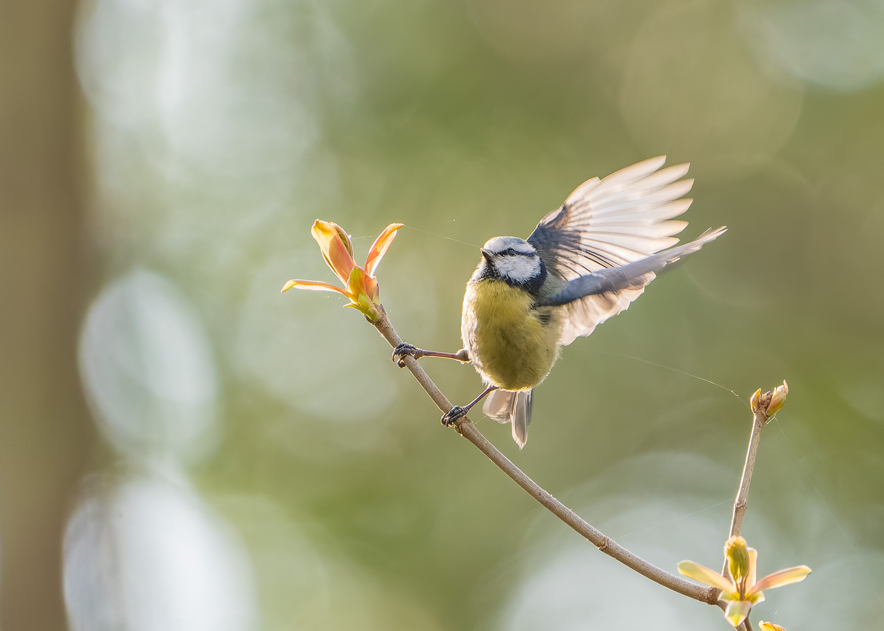 Blaumeise hat gute Laune