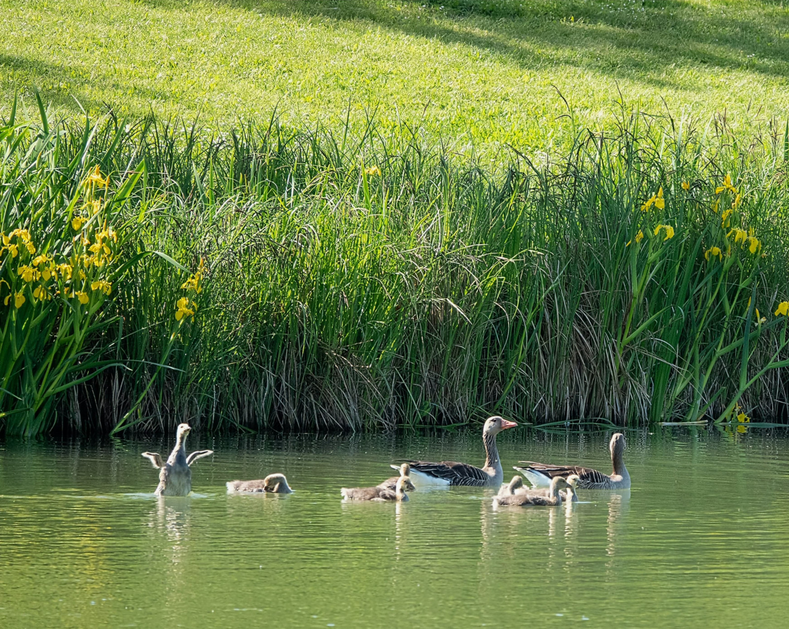 Graugansfamilie auf dem Bogensee