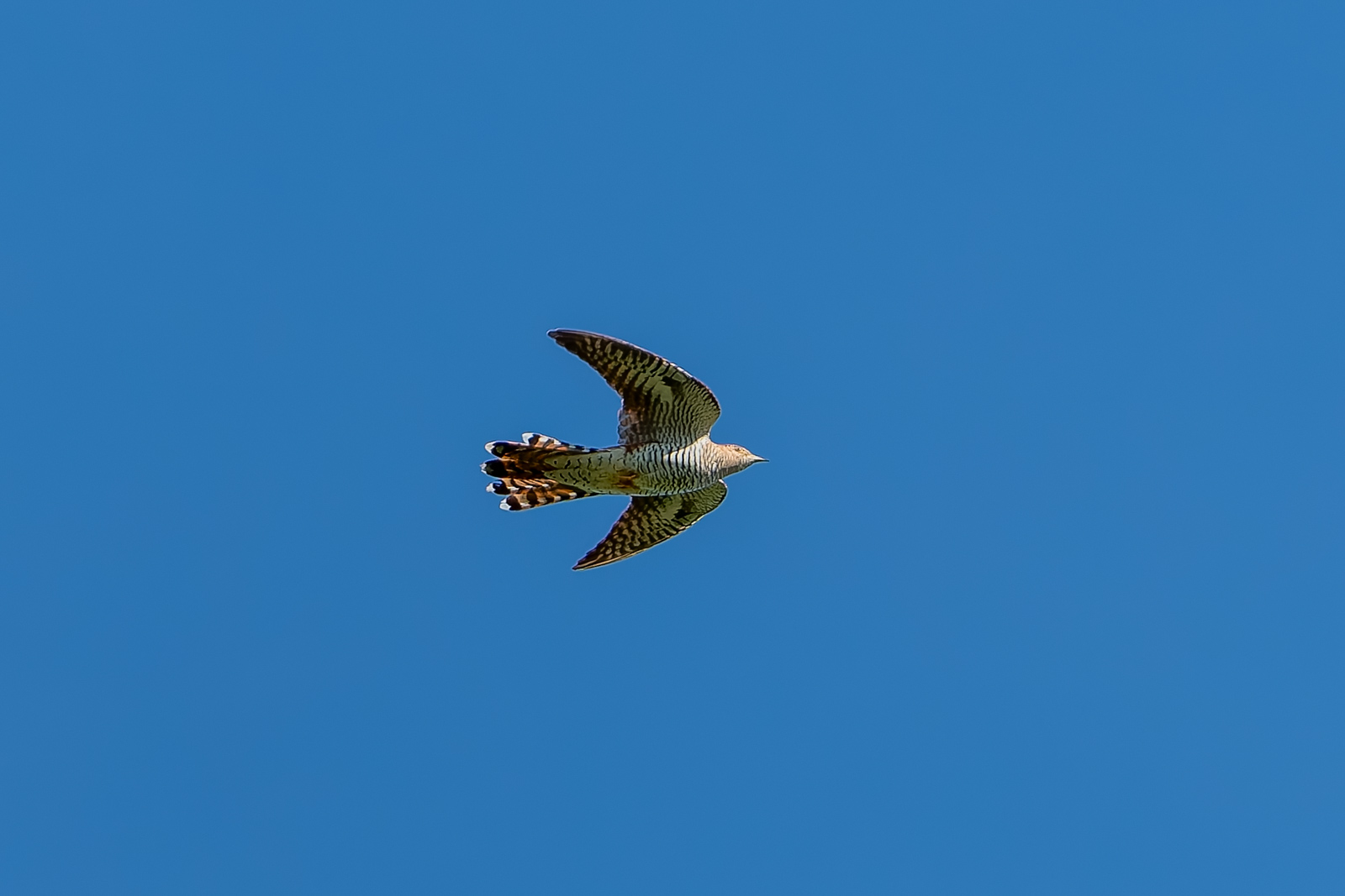 Kuckuck in brauner Morphe, wahrscheinlich ein Weibchen
