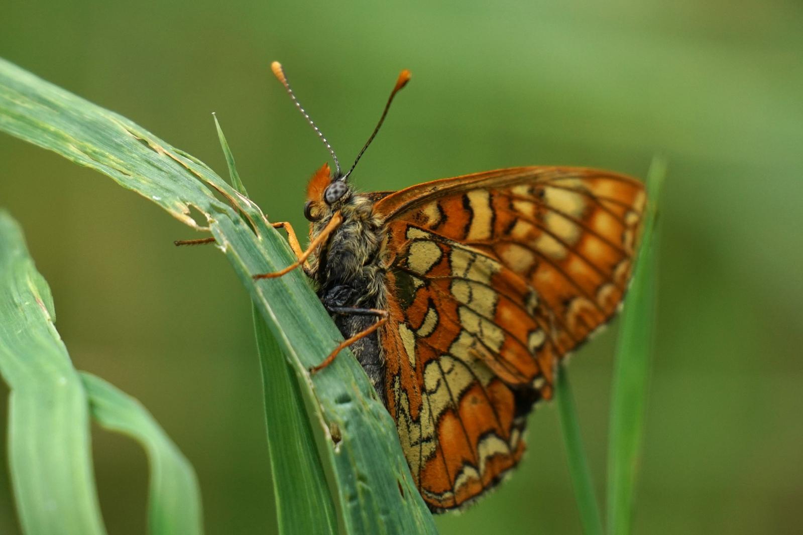 Ein Eschenscheckenfalter