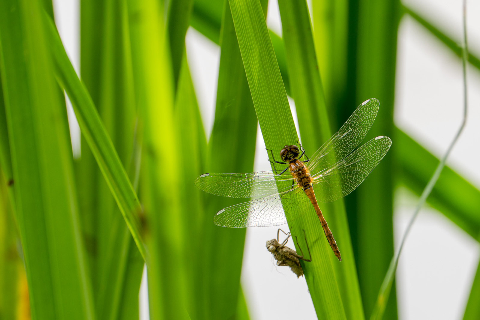 Die ausgehärtete Libelle