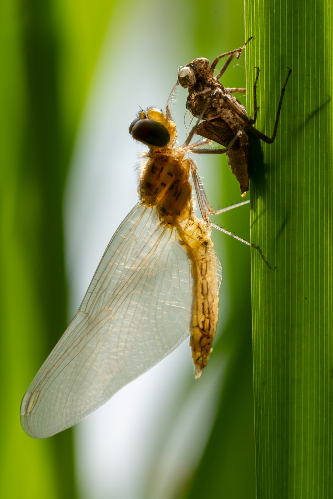Schlupf einer Libelle aus ihrer Larvenhaut (Exuvie)