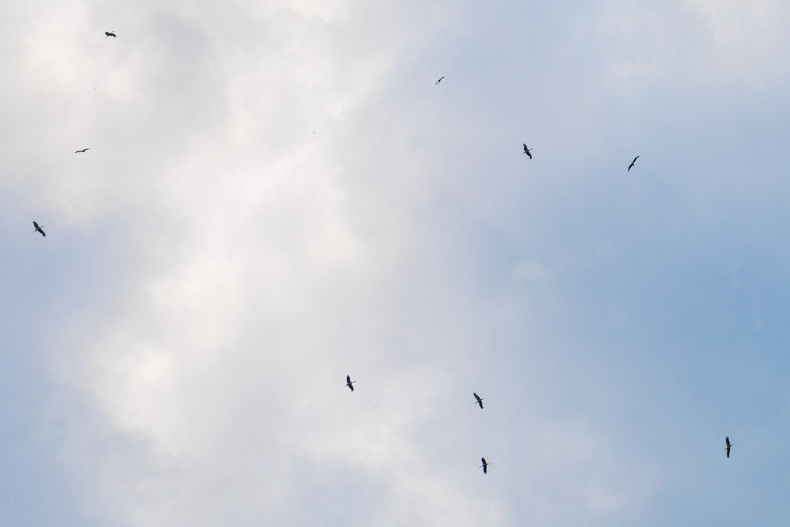 Weißstörche nutzen die Thermik