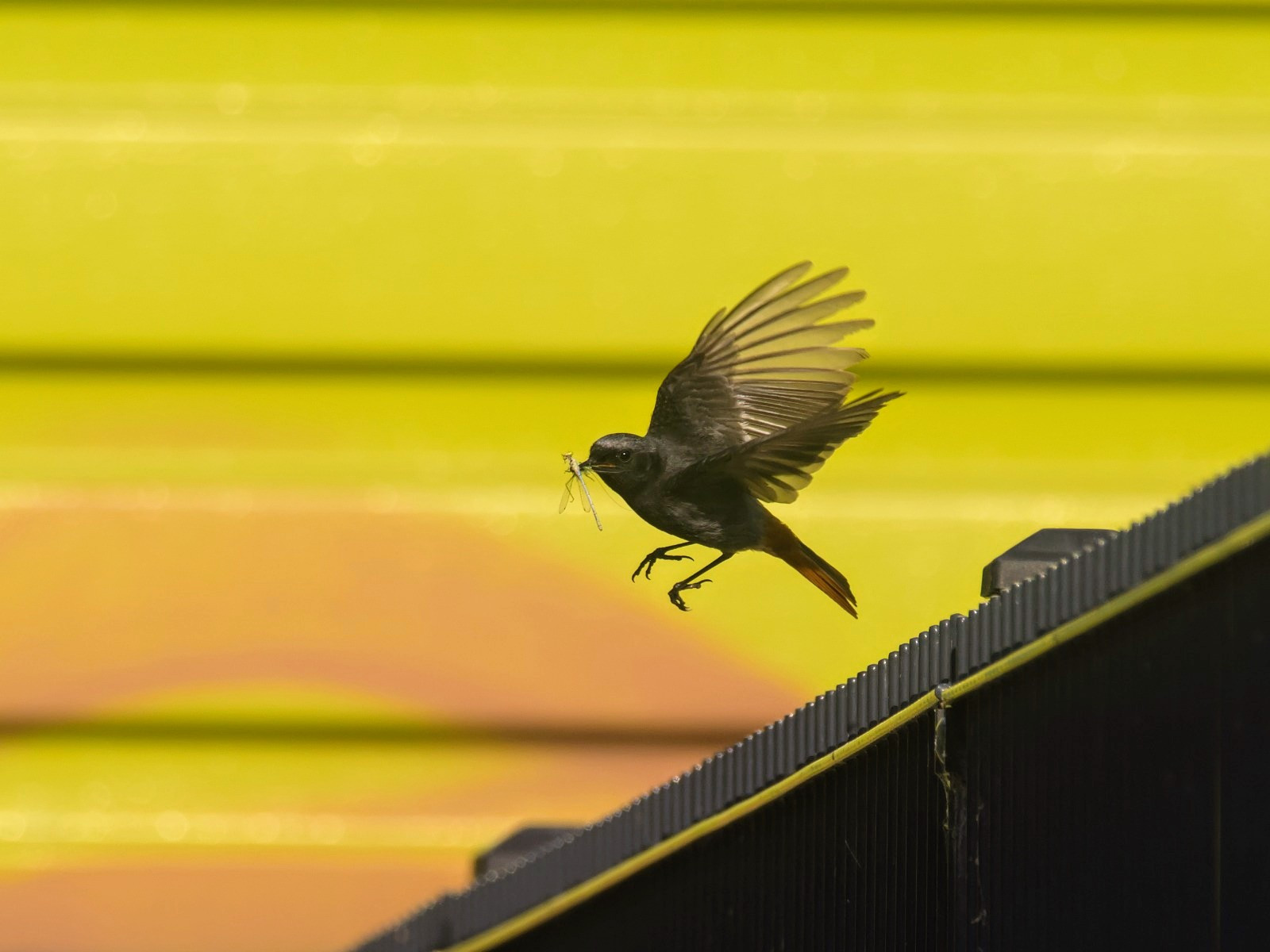 Der Hausrotschwanz hat Futter für seinen Nachwuchs dabei