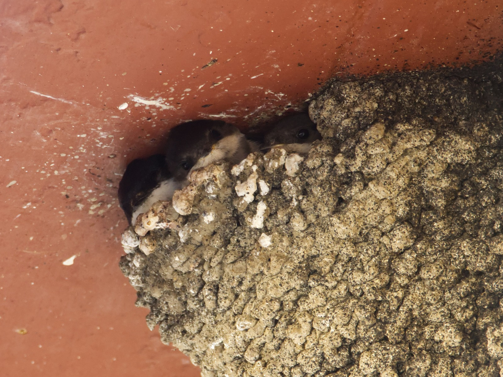 Neugierige Mehlschwalbenkinder