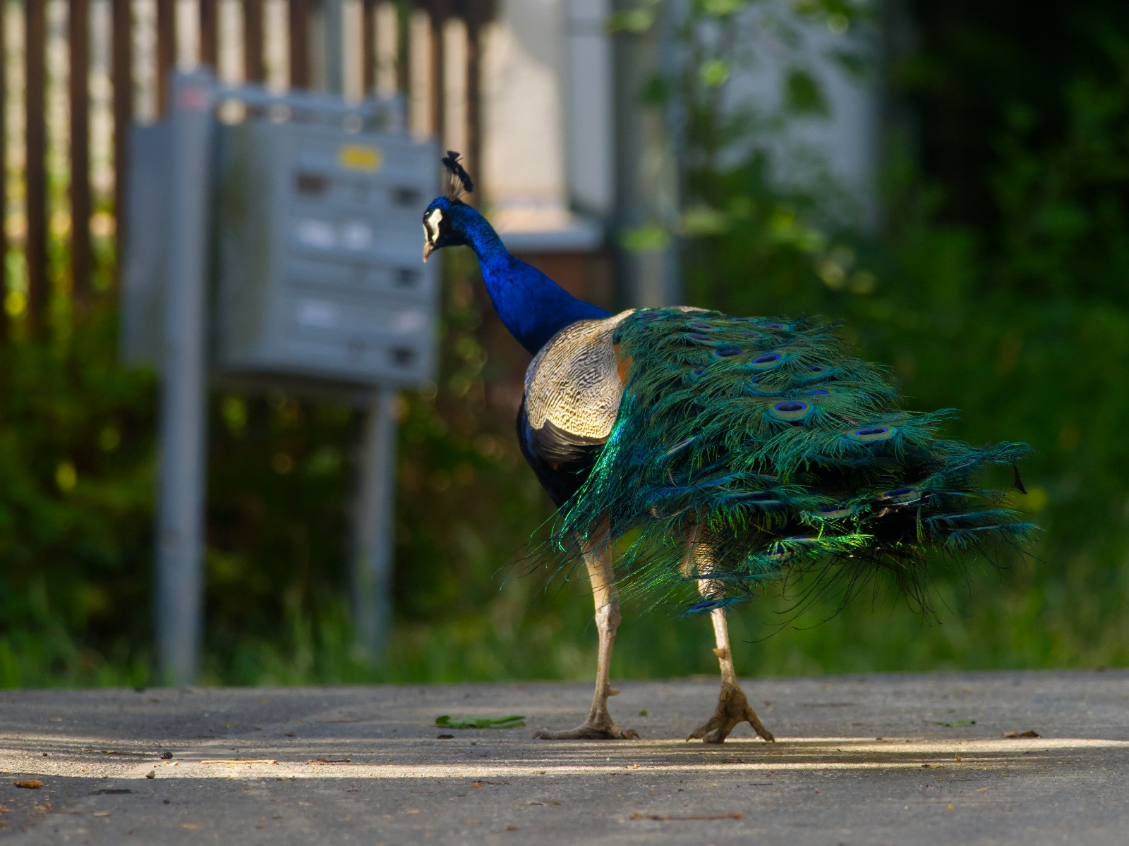 Pfau spaziert über die Straße