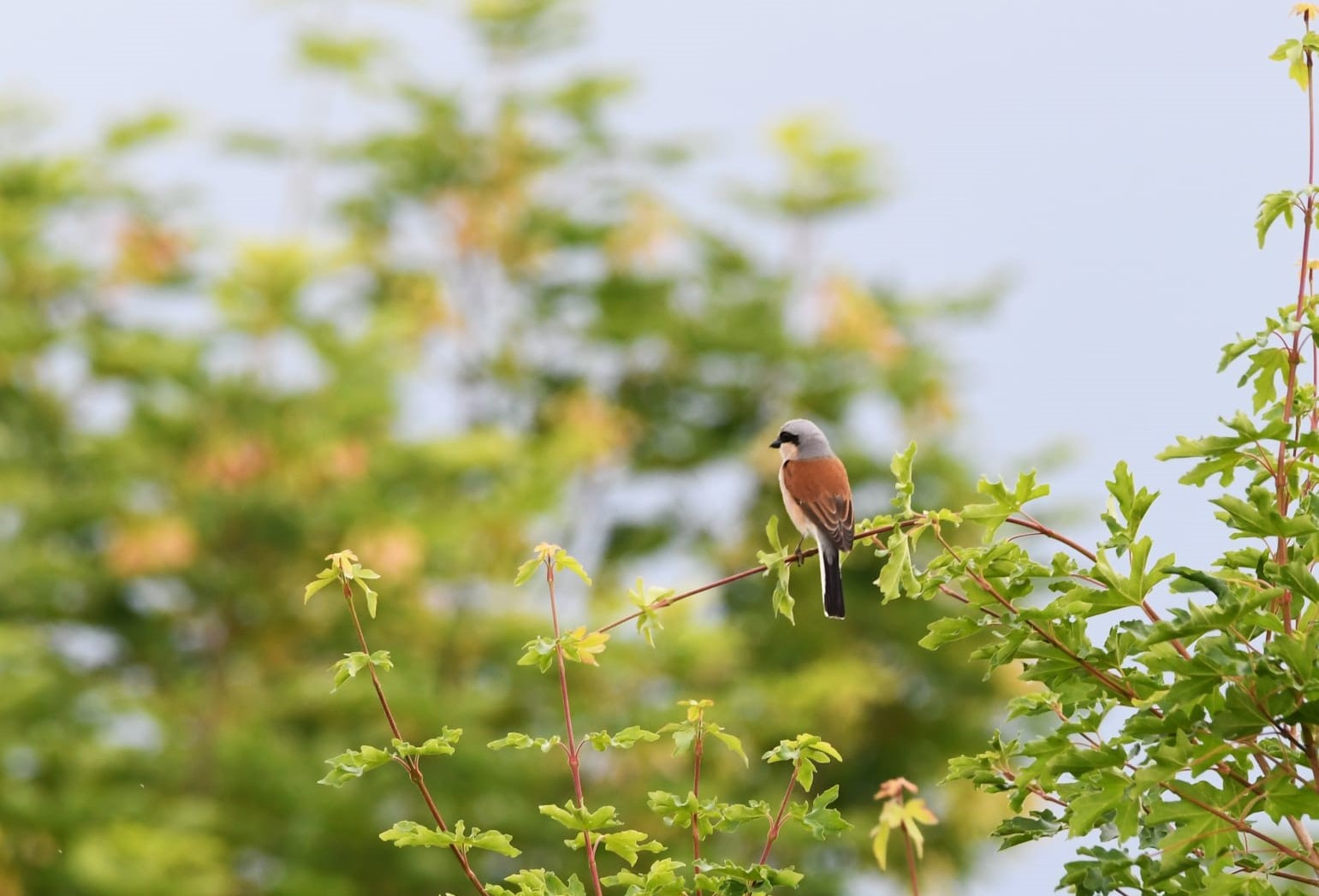 Der beobachtete Neuntöter
