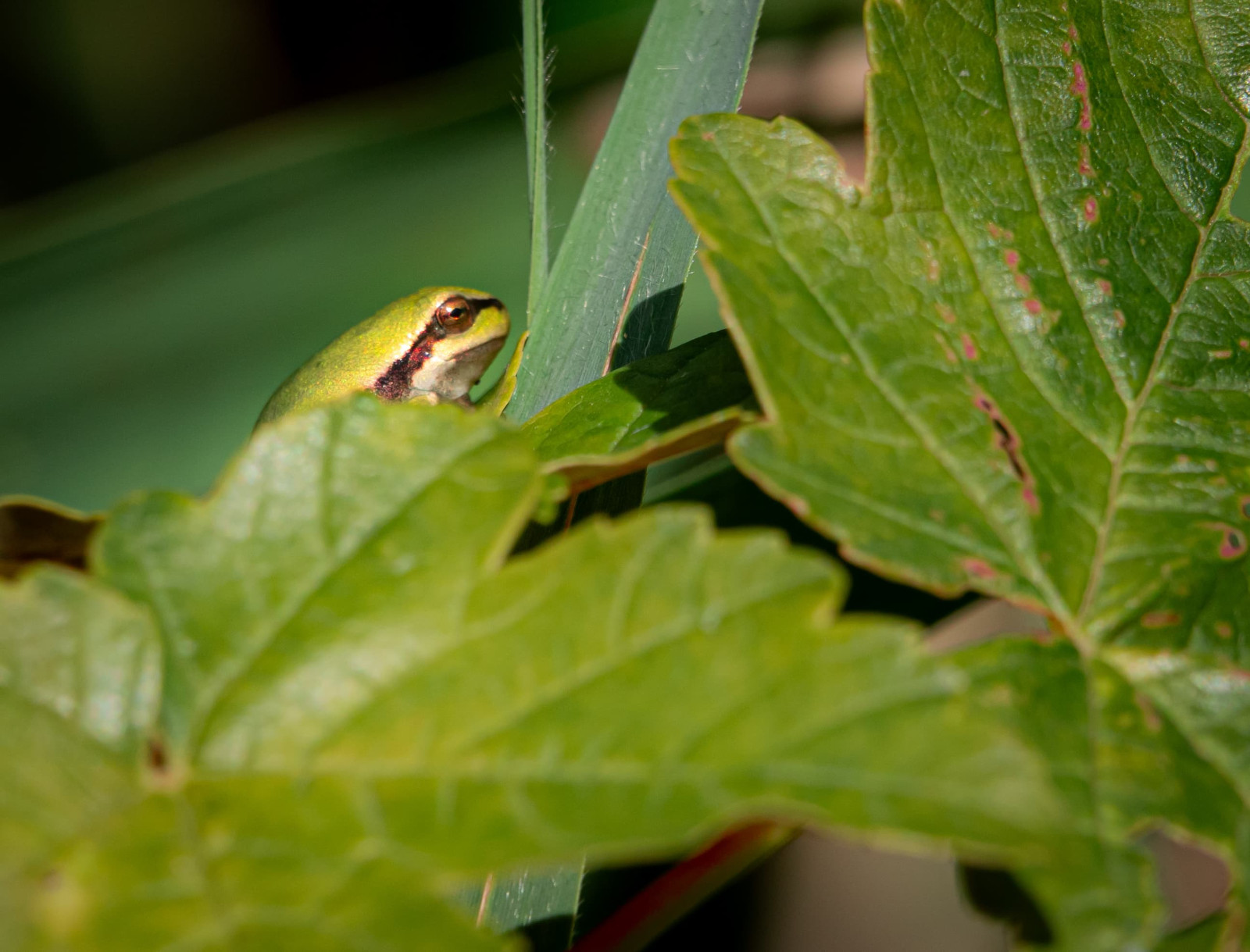 Ein Laubfrosch badet im Sonnenlicht