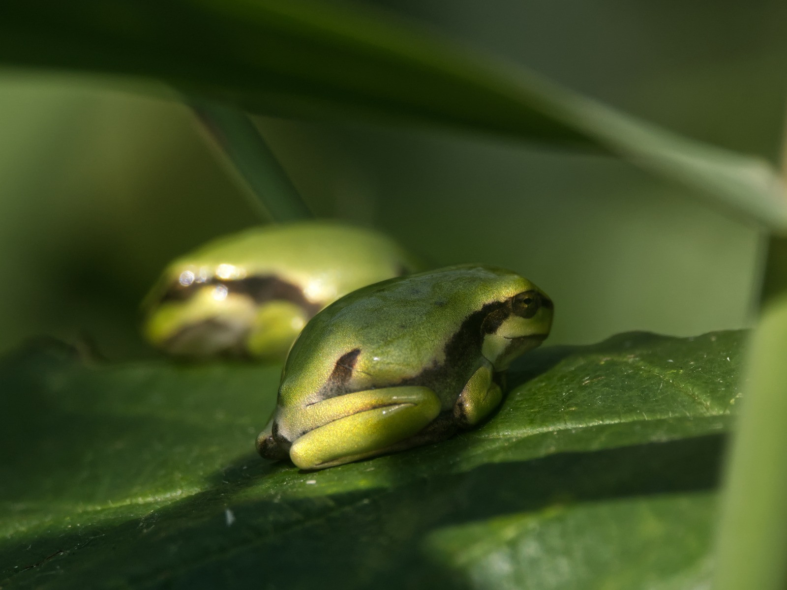 Diese beiden Laubfrösche bevorzugen ein halbschattiges Plätzchen