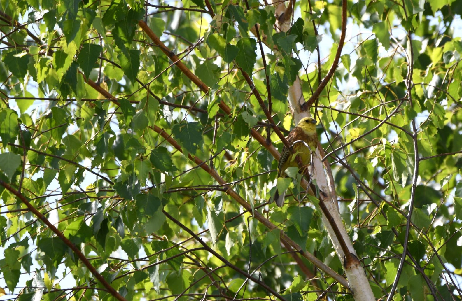 Die Goldammer sitzt gut getarnt im Baum
