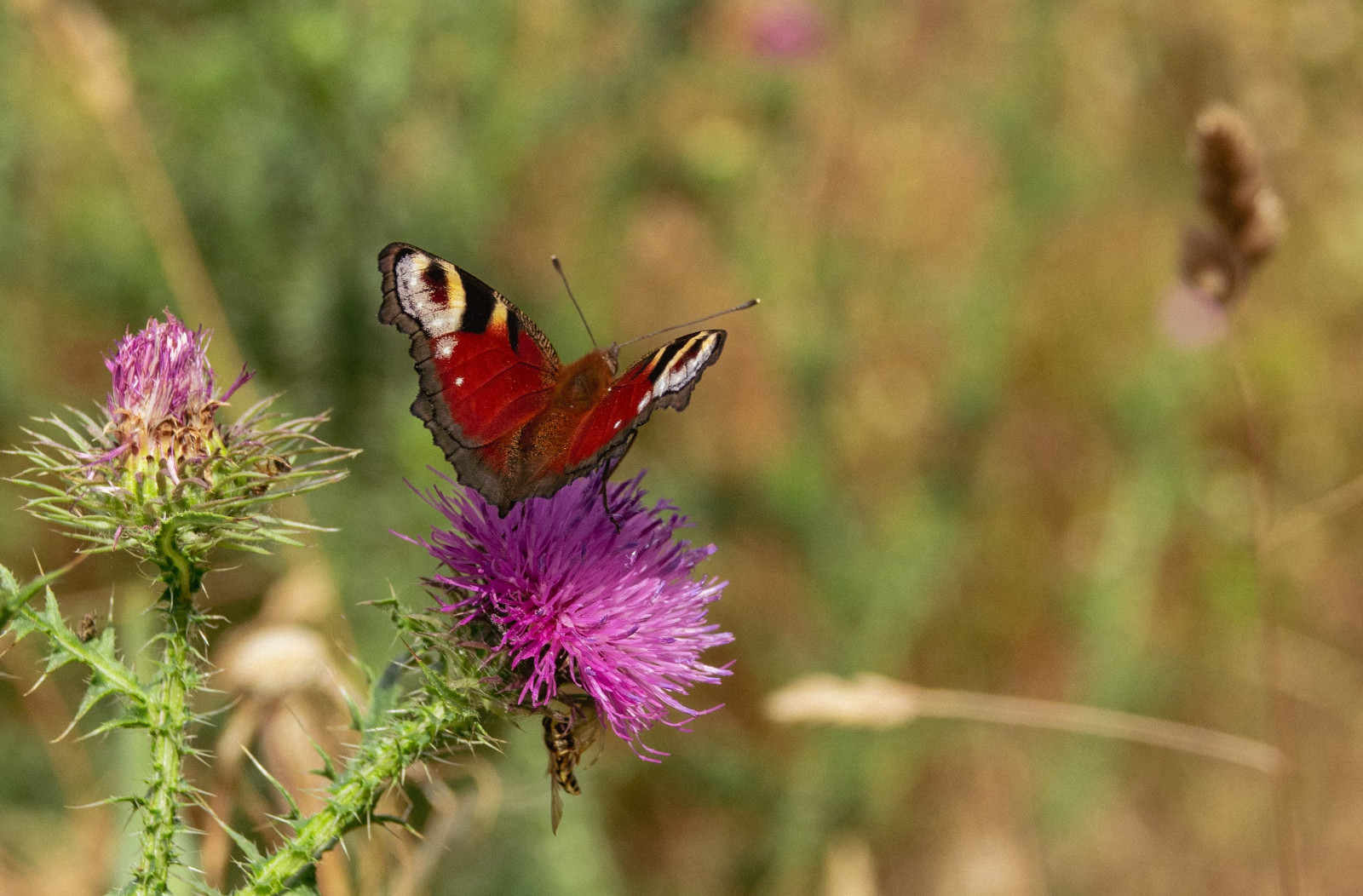 Ein Tagpfauenauge und eine Schwebfliege sitzen auf einer Distel