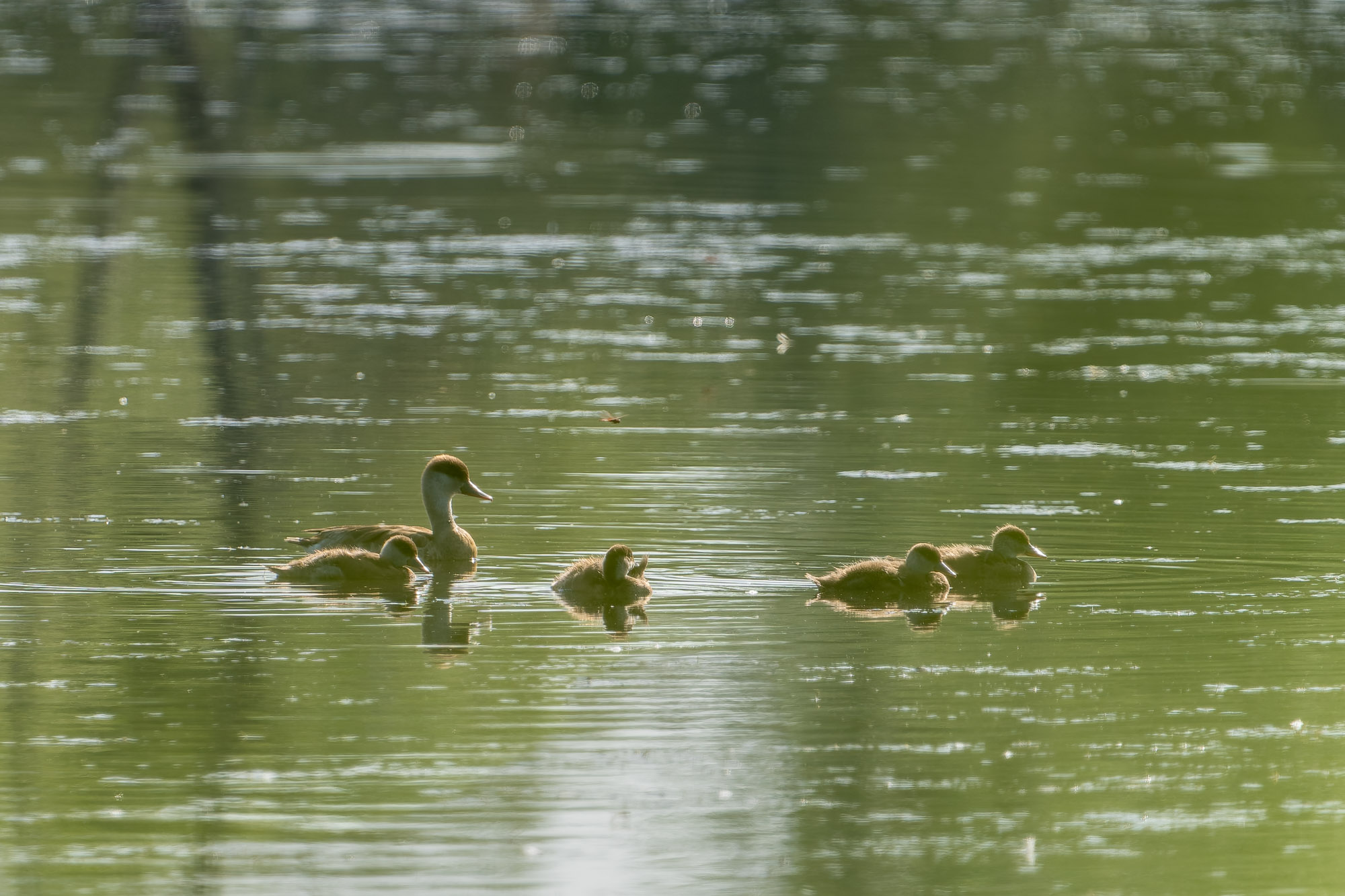 Eine Kolbenenten-Familie macht eine Pause zur Gefiederpflege