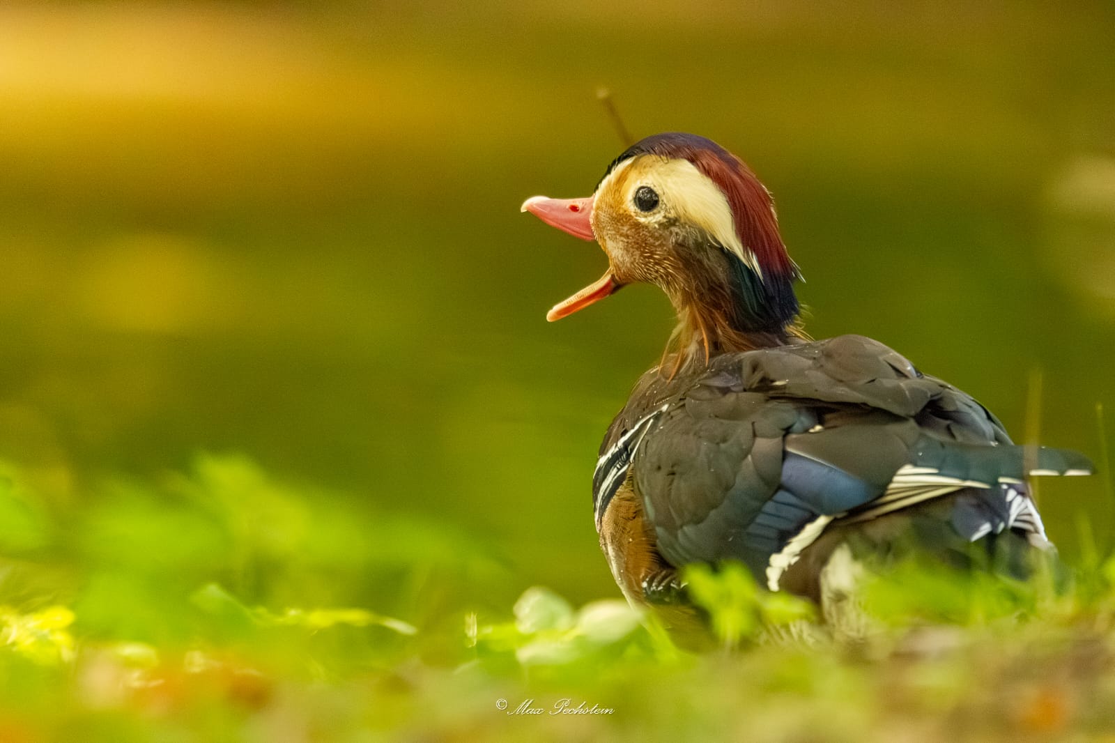 Männliche Mandarinente
