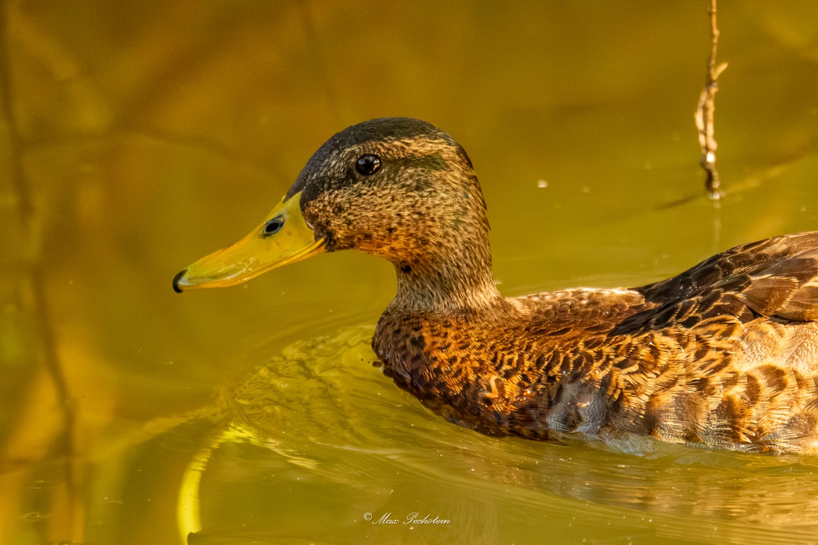 Männliche Stockente im Schlichtkleid. Das Geschlecht ist gut am gelblichen Schnabel zu erkennen, bei den Weibchen ist er orange gefärbt.