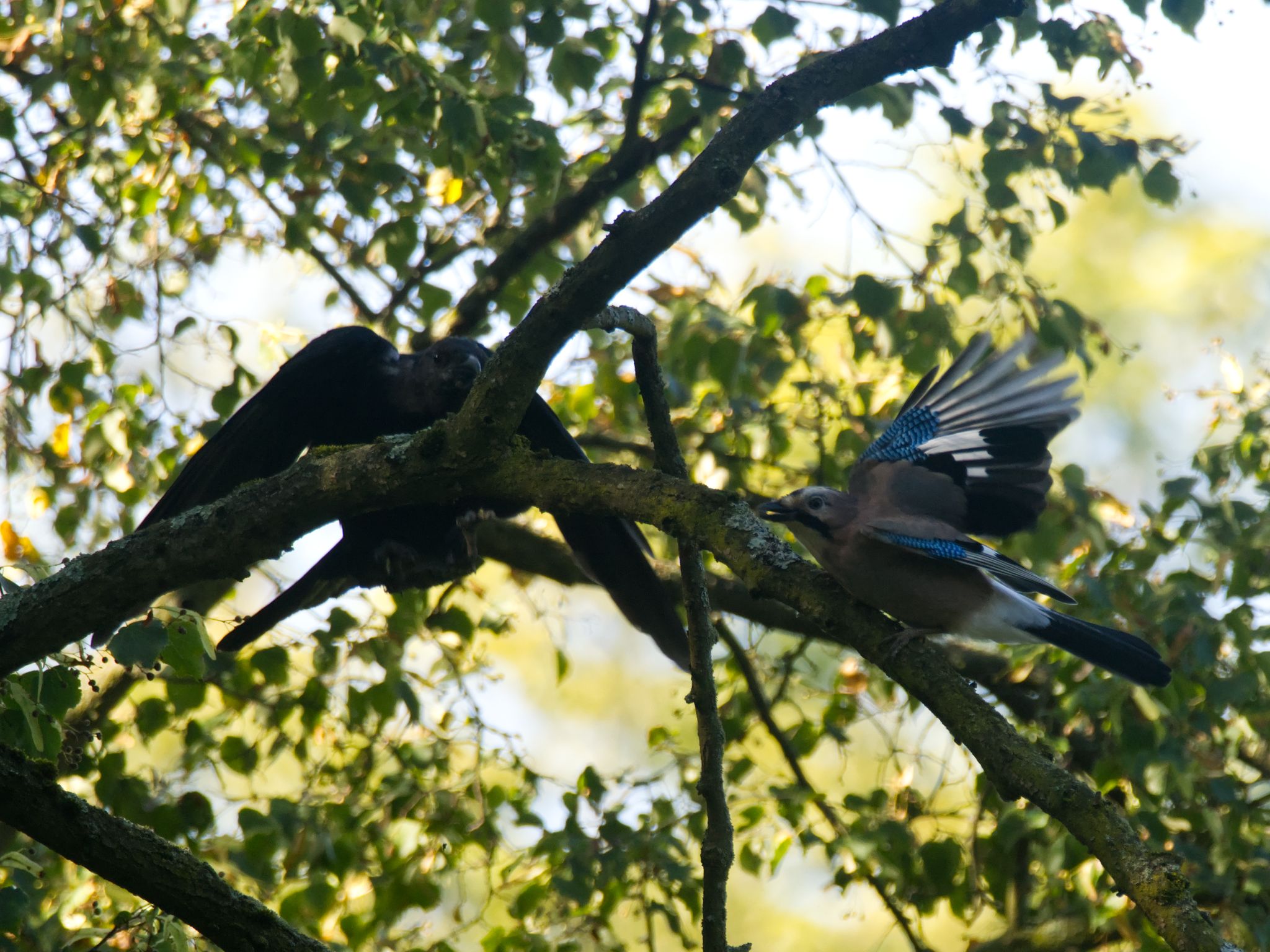 Revierstreitigkeiten zwischen Rabenkrähe und Eichelhäher