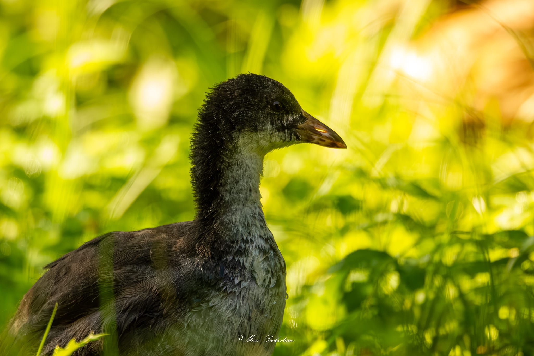 Junges Teichhuhn, im Gegensatz zum jungen Bläßhuhn weniger weißlich im Gesicht und am Hals