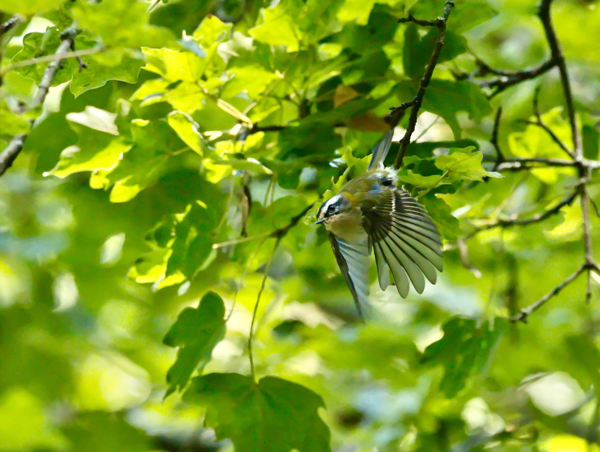 Sommergoldhähnchen im Flug. Deutlich zu erkennen sind die schwarze Augenbinde und der helle Überaugenstreif.