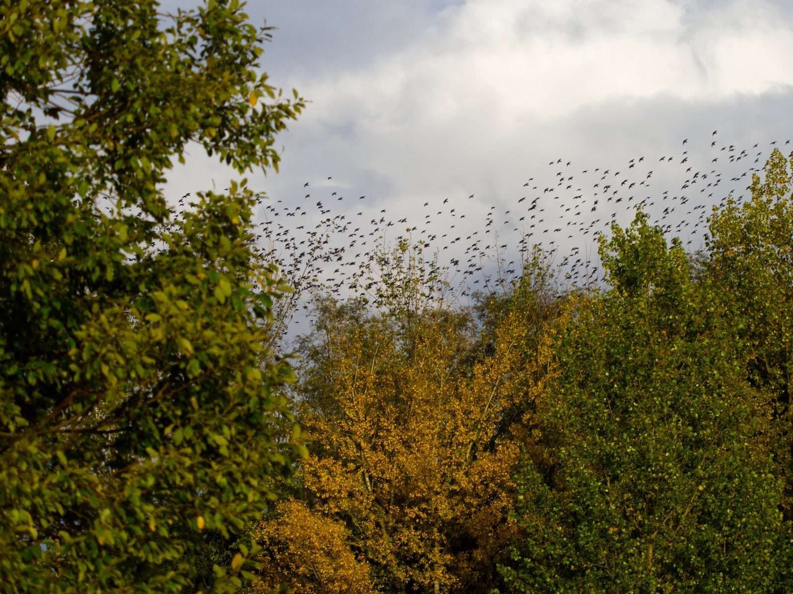 Ein Schwarm Stare überfliegt die umliegenden Bäume