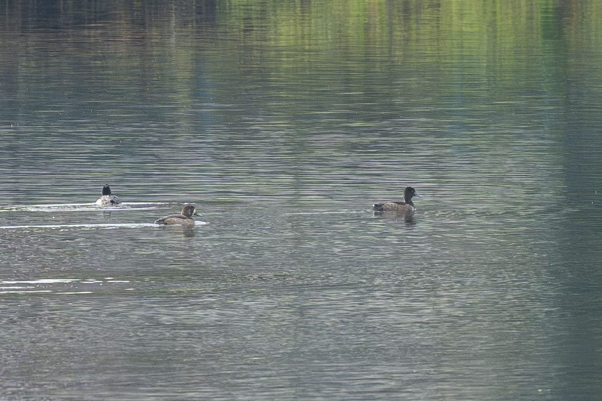 Die Bergenten machen während ihres Zuges an die Küsten Mittel-, West- und Südosteuropas Halt am Auensee.