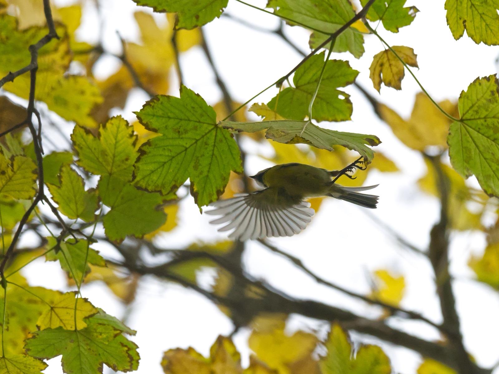 Eine der vielen Blaumeisen in den Baumkronen