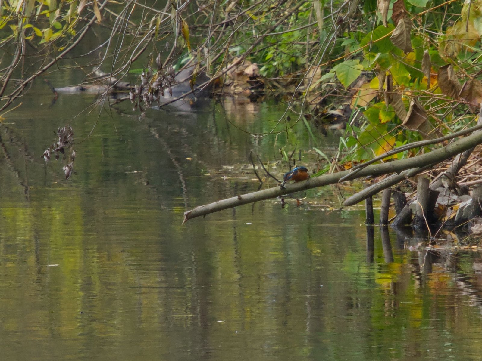 Ein Eisvogel lässt sich beim Fressen in aller Ruhe beobachten