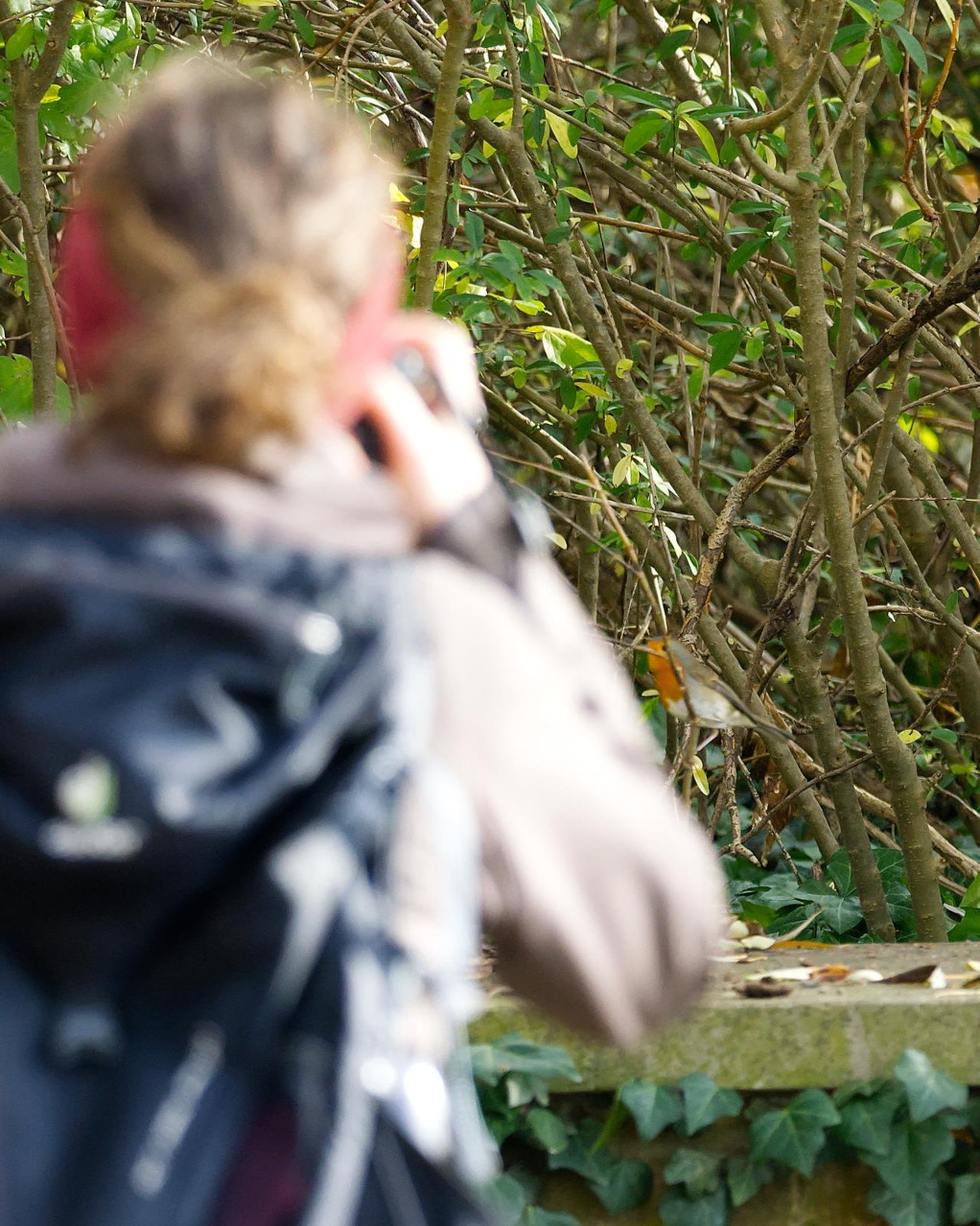 Making of: Fotoshooting Rotkehlchen