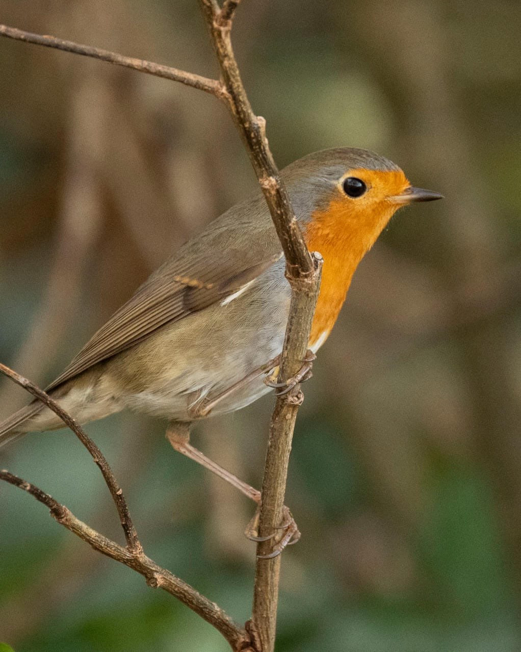 Das fotogene Rotkehlchen sitzt in der Uferböschung der Weißen Elster