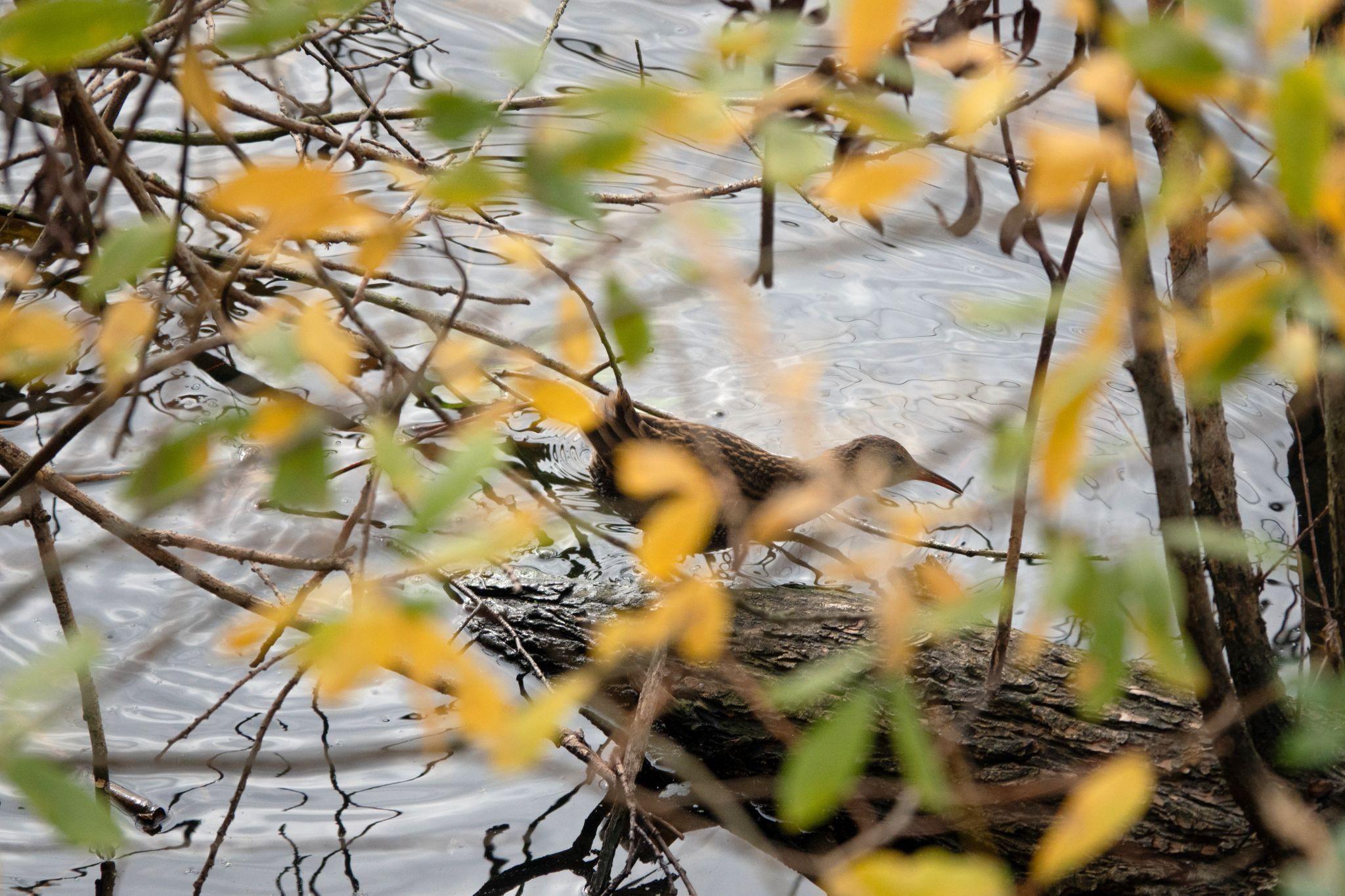 November 2025: Auensee und Neue Luppe. Die meisten Sommervögel haben längst ihre Reise in den Süden angetreten und so hoffen wir, am Auensee und der Neuen Luppe die Wintergäste aus den nördlichen Gefilden begrüßen zu können.