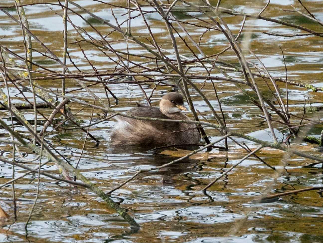 Ein Zwergtaucher (klein und fein) auf dem Auensee