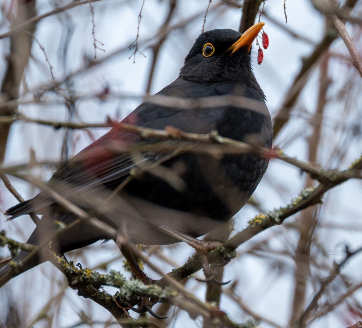 Womöglich amüsiert werden wir von einer bezaubernden Amsel beäugt.