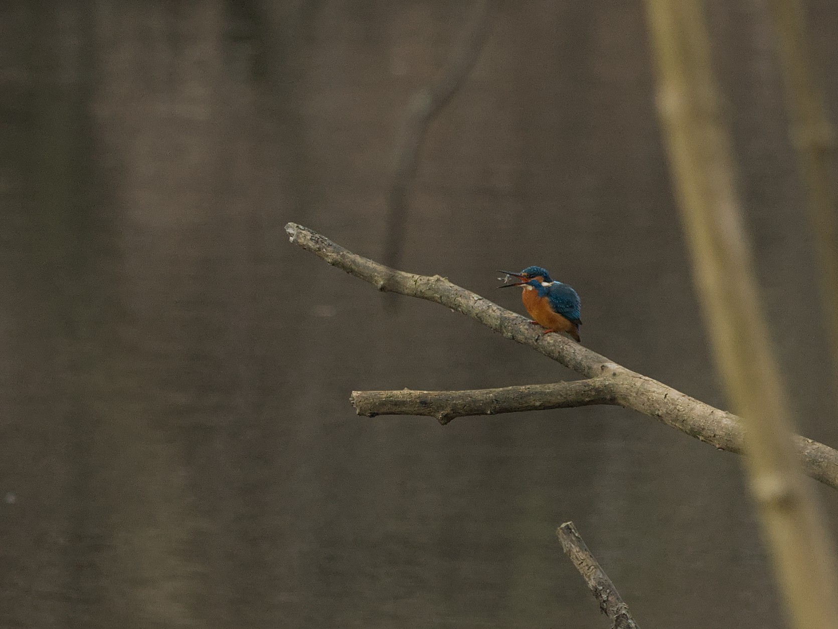 Schnell noch eine Stärkung, bevor der Eisvogel eine rasante Flugshow einlegt.