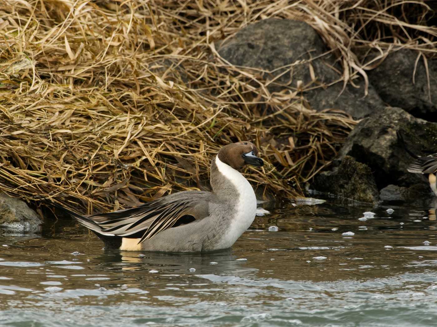 Neues Jahr, neues Glück! Und so ist die Wettervorhersage: 1 °C, leichter Wind, wenig Sonne. Aber auch: 25 vogelbegeisterte Personen, die sich warm anziehen und nicht abhalten lassen.