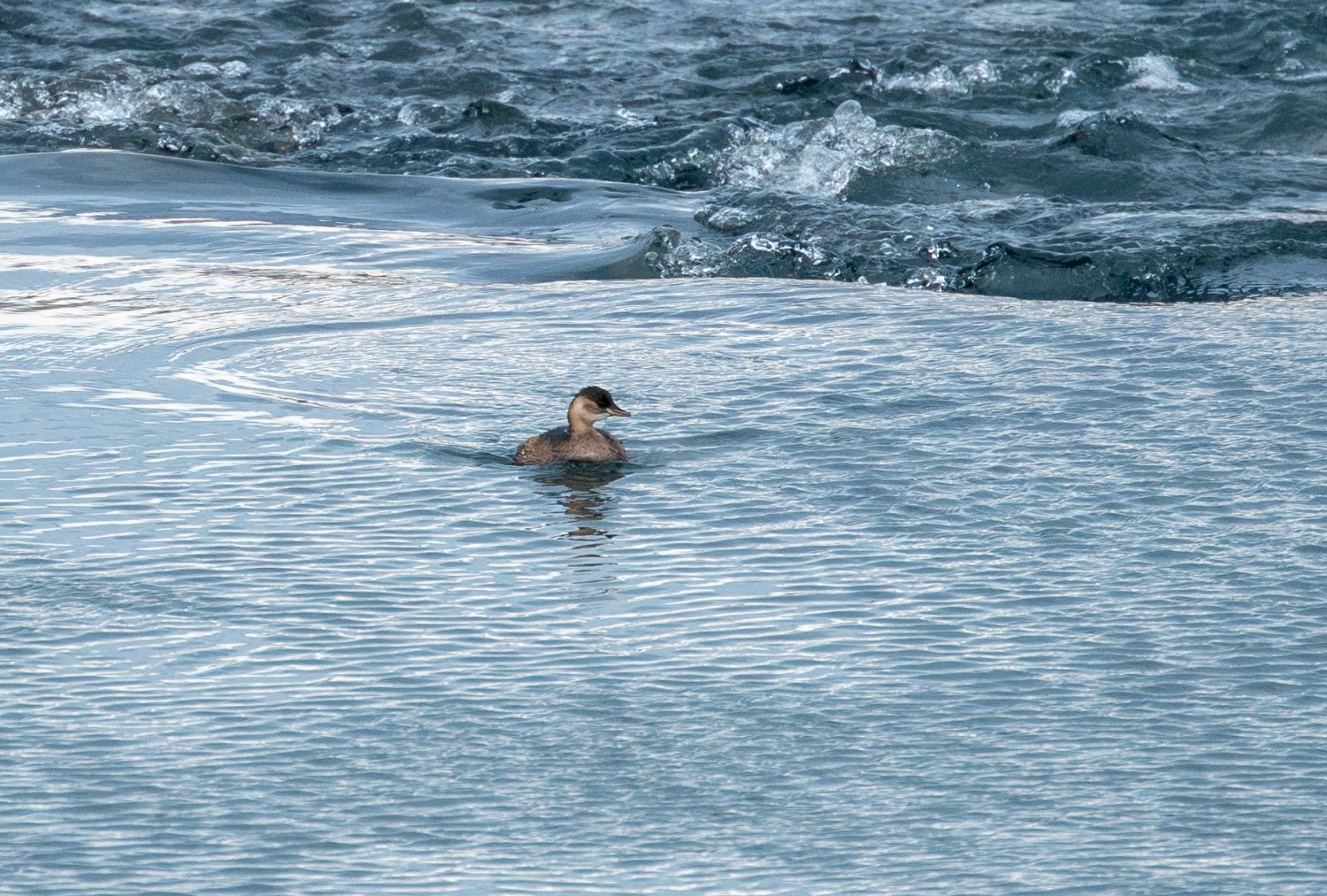 Der Zwergtaucher kommt an diesem Tag, ganz im Geiste des Birding-Treffs, nicht so recht vom Fleck.