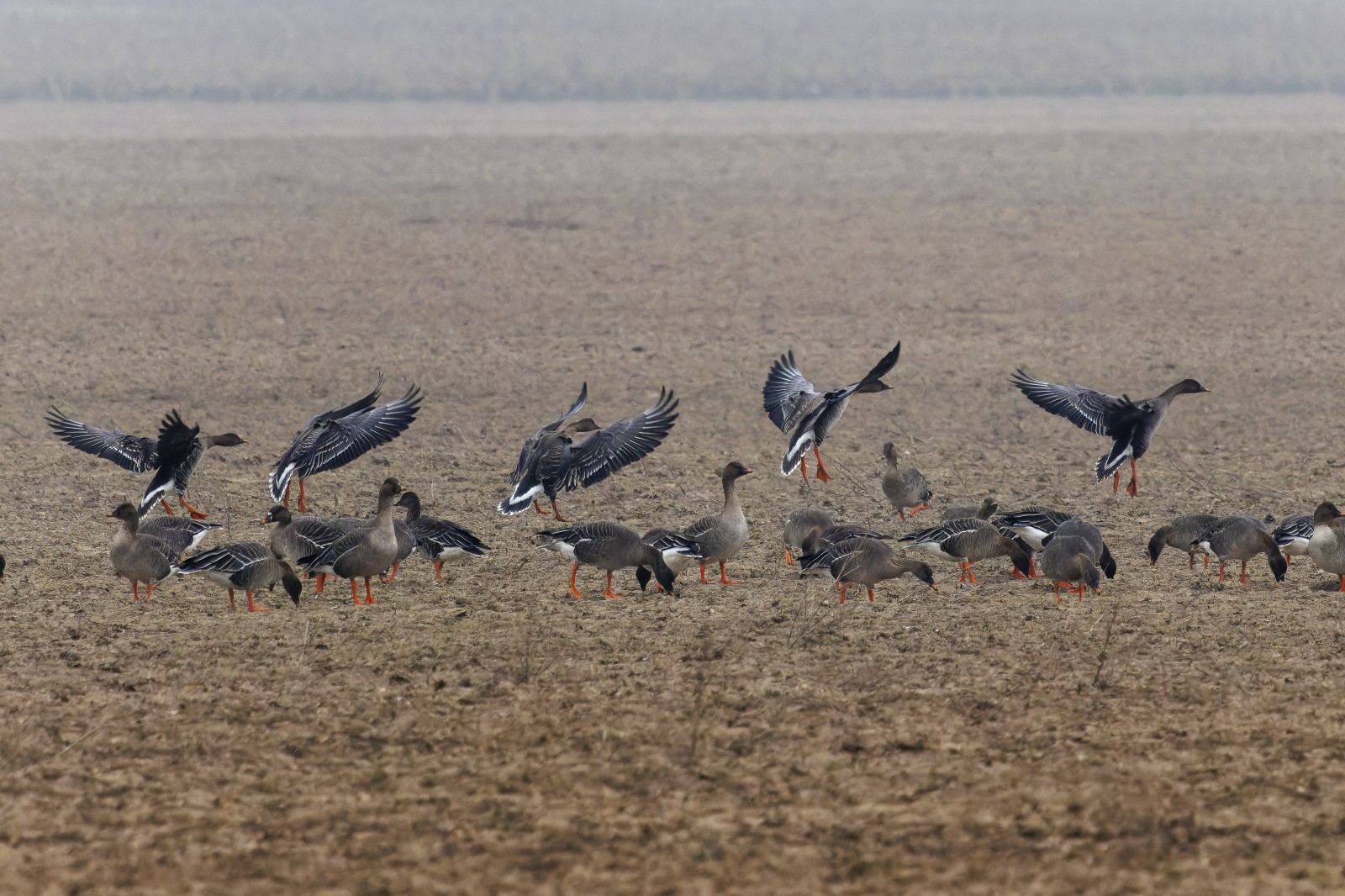 Buntes Treiben der Tundrasaatgänse auf einem Acker am Werbeliner See.