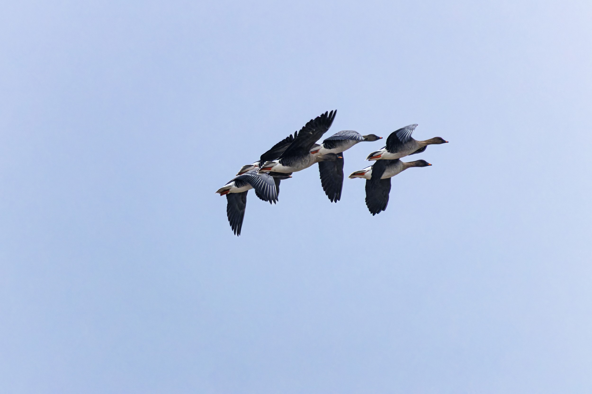Wunderschöne Tundrasaatgänse fliegen über uns hinweg.