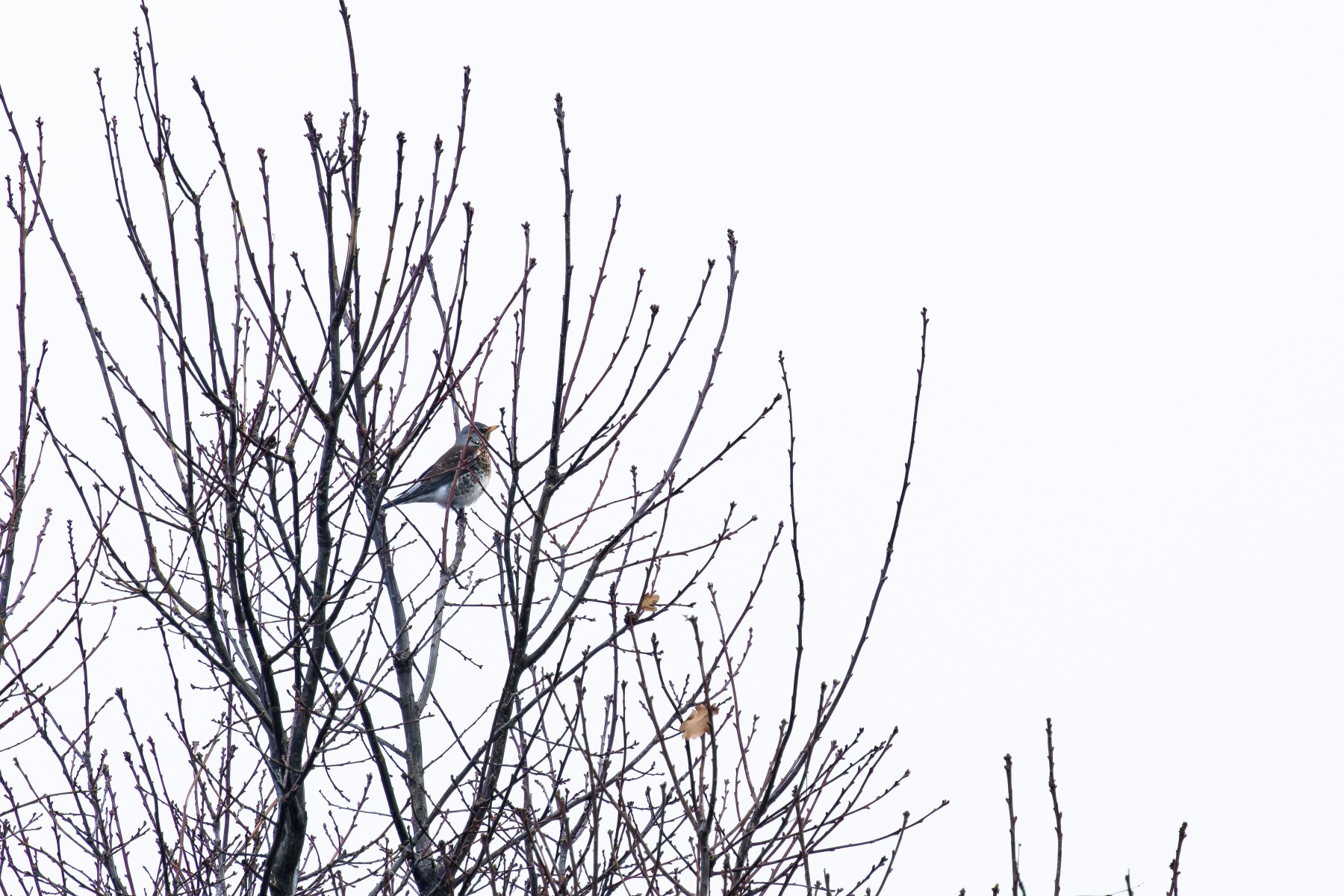 Eine wachsame Wacholderdrossel wacht über uns.