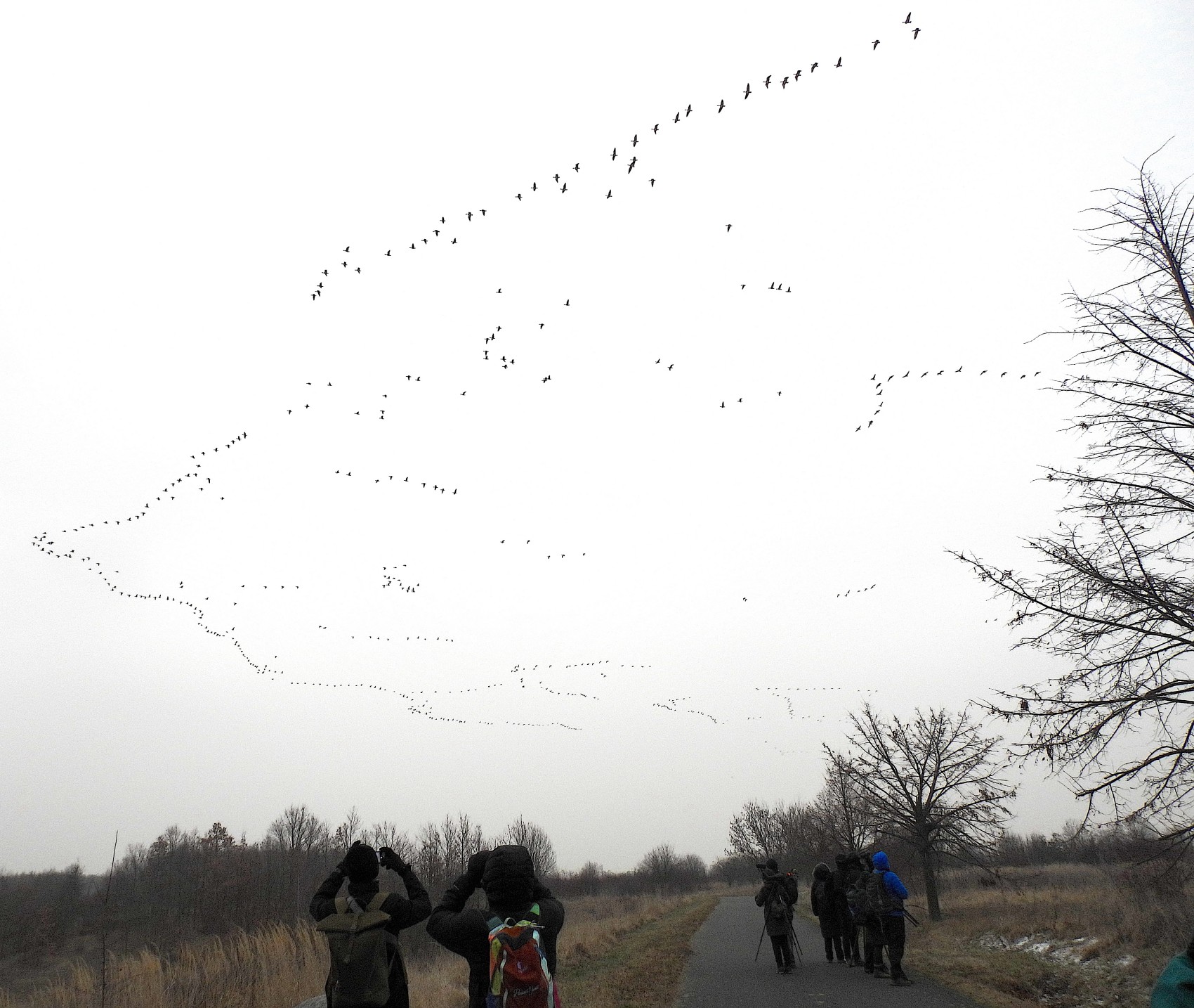 Die Birder*innen im Gänsemarsch und die Gänse in Gänse-Formation.