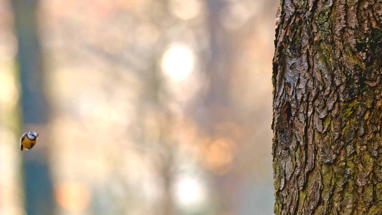 Diese Blaumeise nimmt das mit dem Frühjahrsputz ernst
