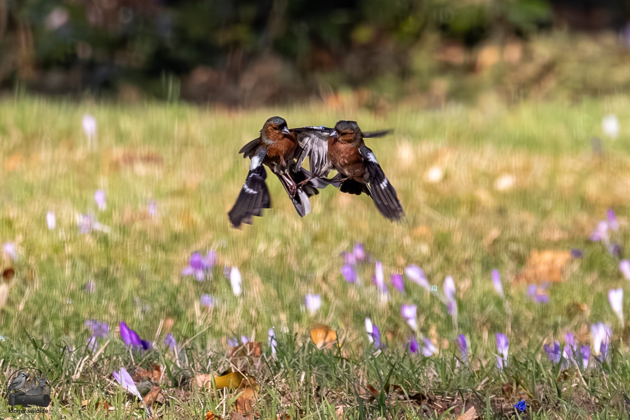 Wenn zwei Buchfinken sich streiten...