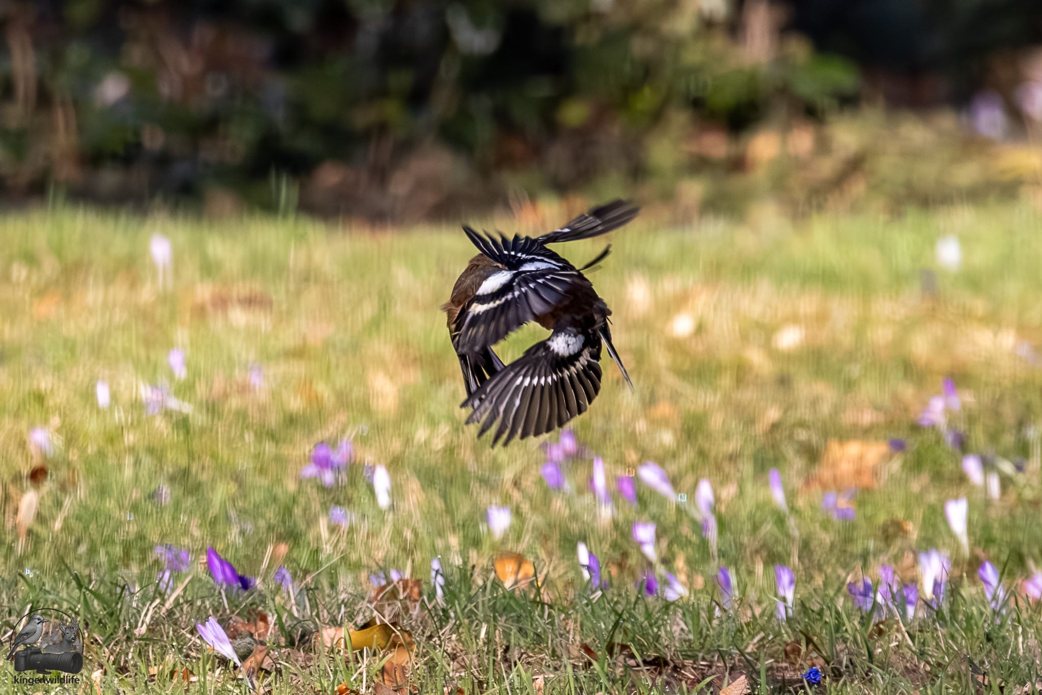 ... schauen 28 Birder*innen verzückt zu