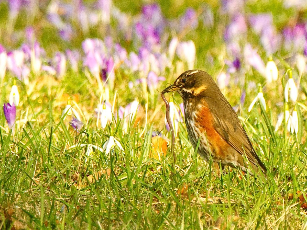 Am Vortag des Internationalen Frauentages treffen sich 28 quicklebendige Naturbegeisterte am Leipziger Ostfriedhof. Die Stimmung ist bestens, genauso wie das Wetter.