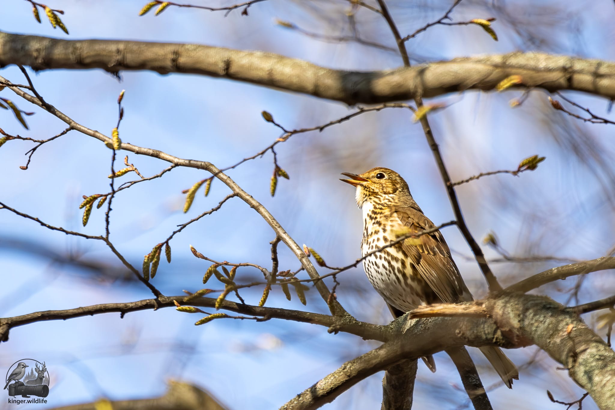 Singdrossel singt uns ein Ständchen, wiederholt sich dabei aber oft