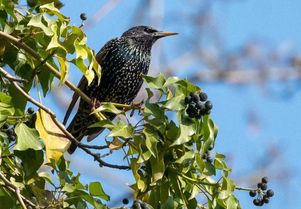 Die Stare sind wieder da! So auch dieser.