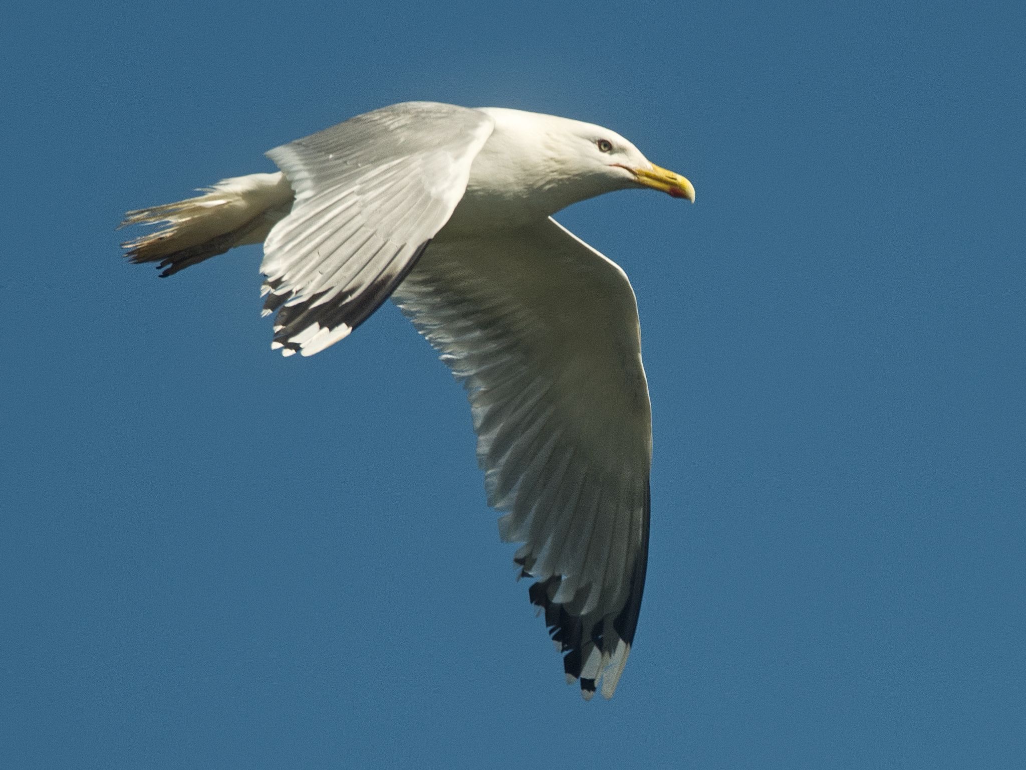 Silbermöwe am Himmel
