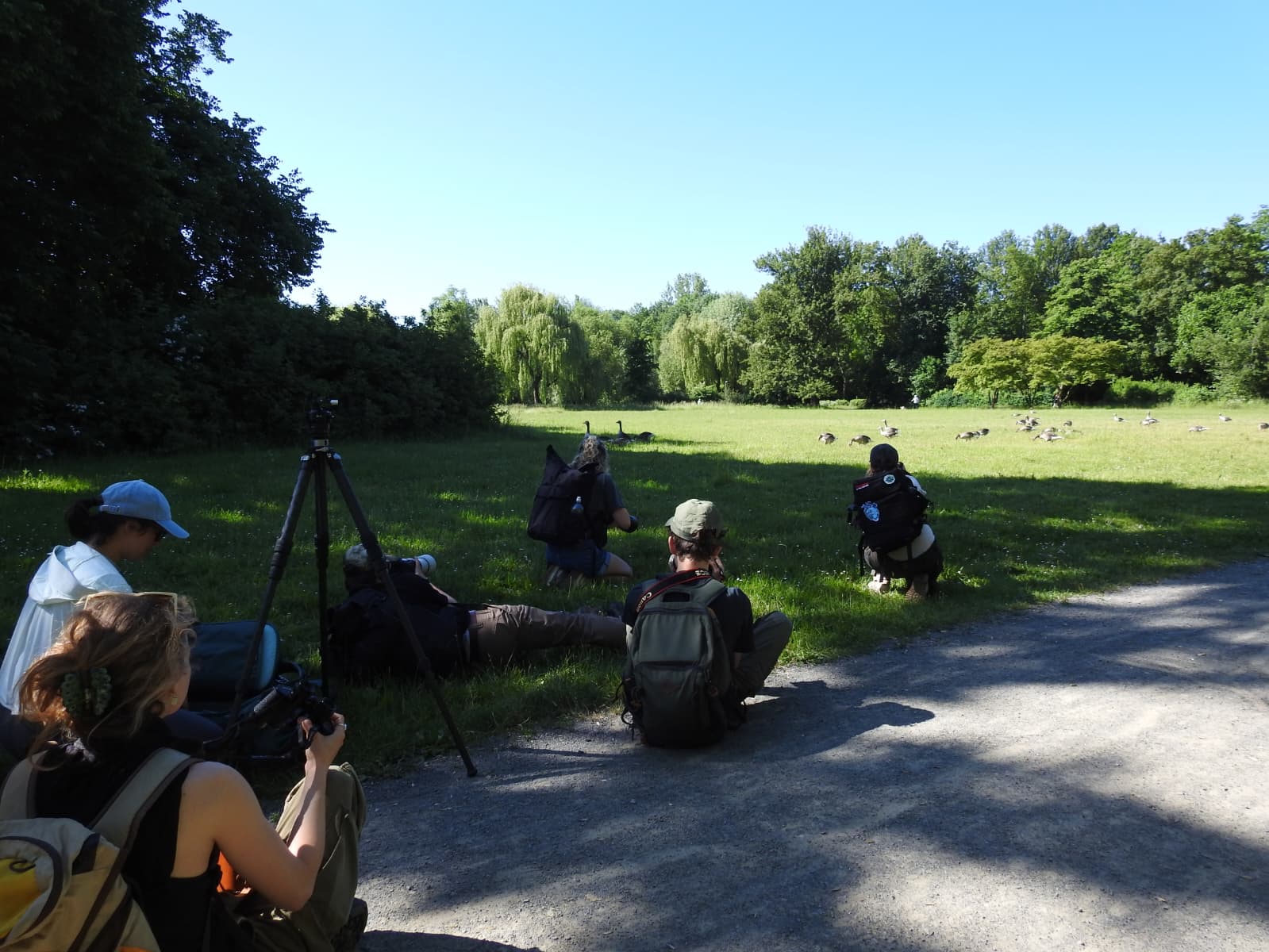 Ausgiebiges Graugans-Studium